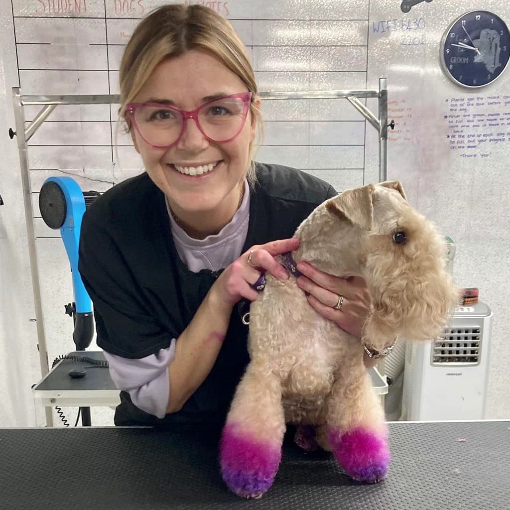 Dog groomer with a terrier in the salon