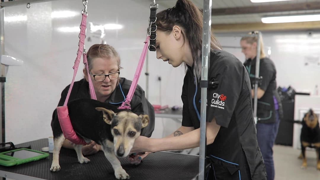 Dog grooming tuition at Canine Groom School