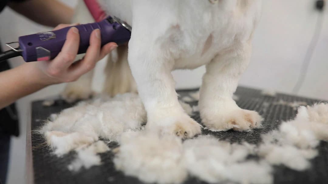 Close-up of a dog being carefully clipped at the school